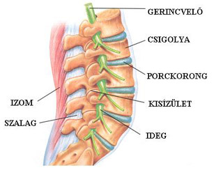 gerinc